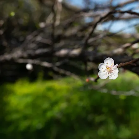 Kos Dream Beachwalk Apartment Tigaki