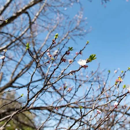 Kos Dream Beachwalk Apartment *