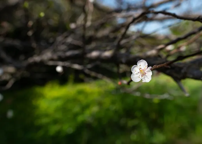 Kos Dream Family In Kos Tigaki